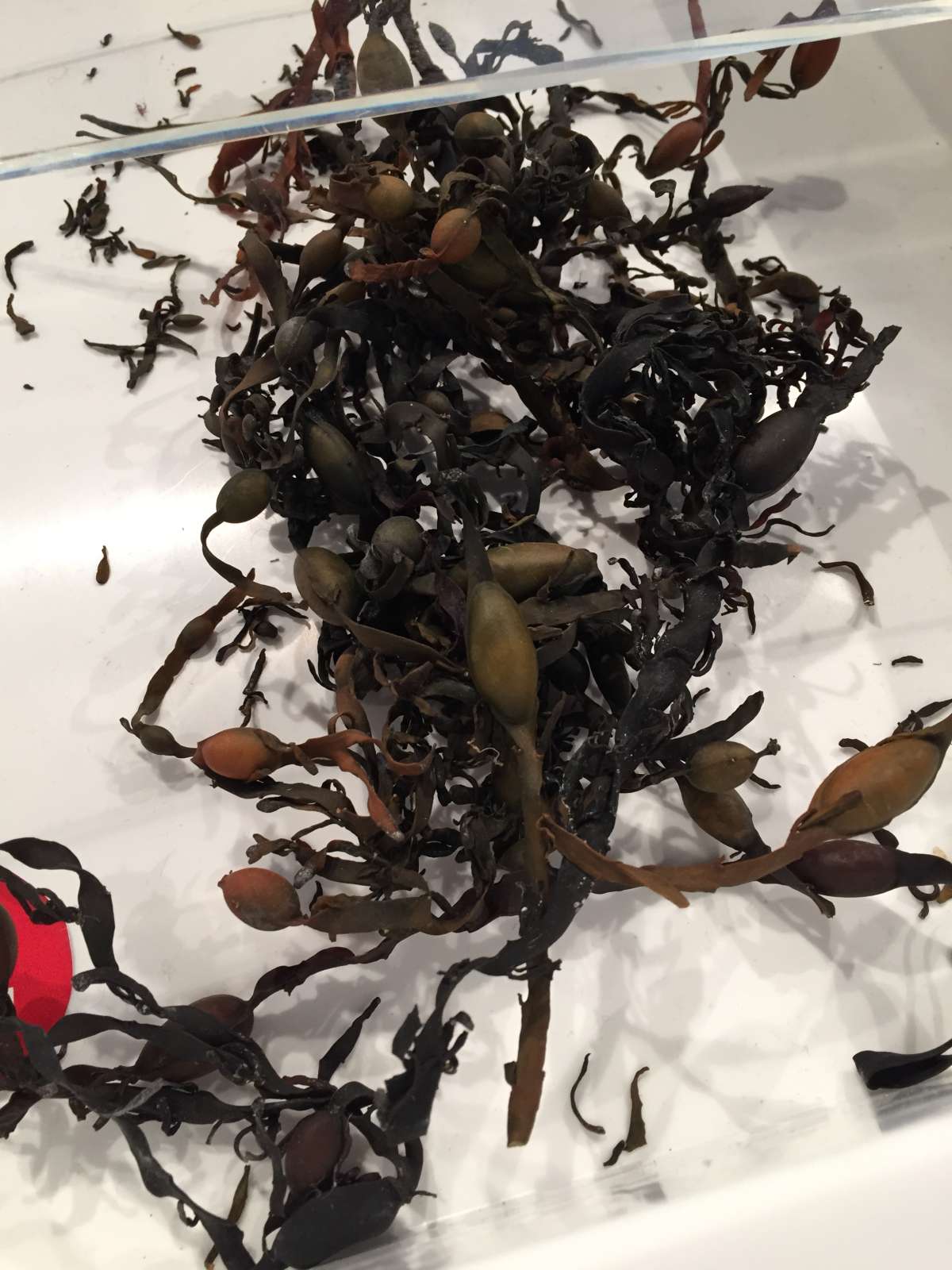 Alleskönner Seetang